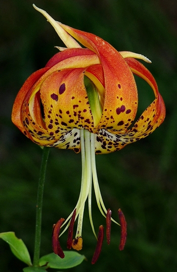 {Lilium michauxii}